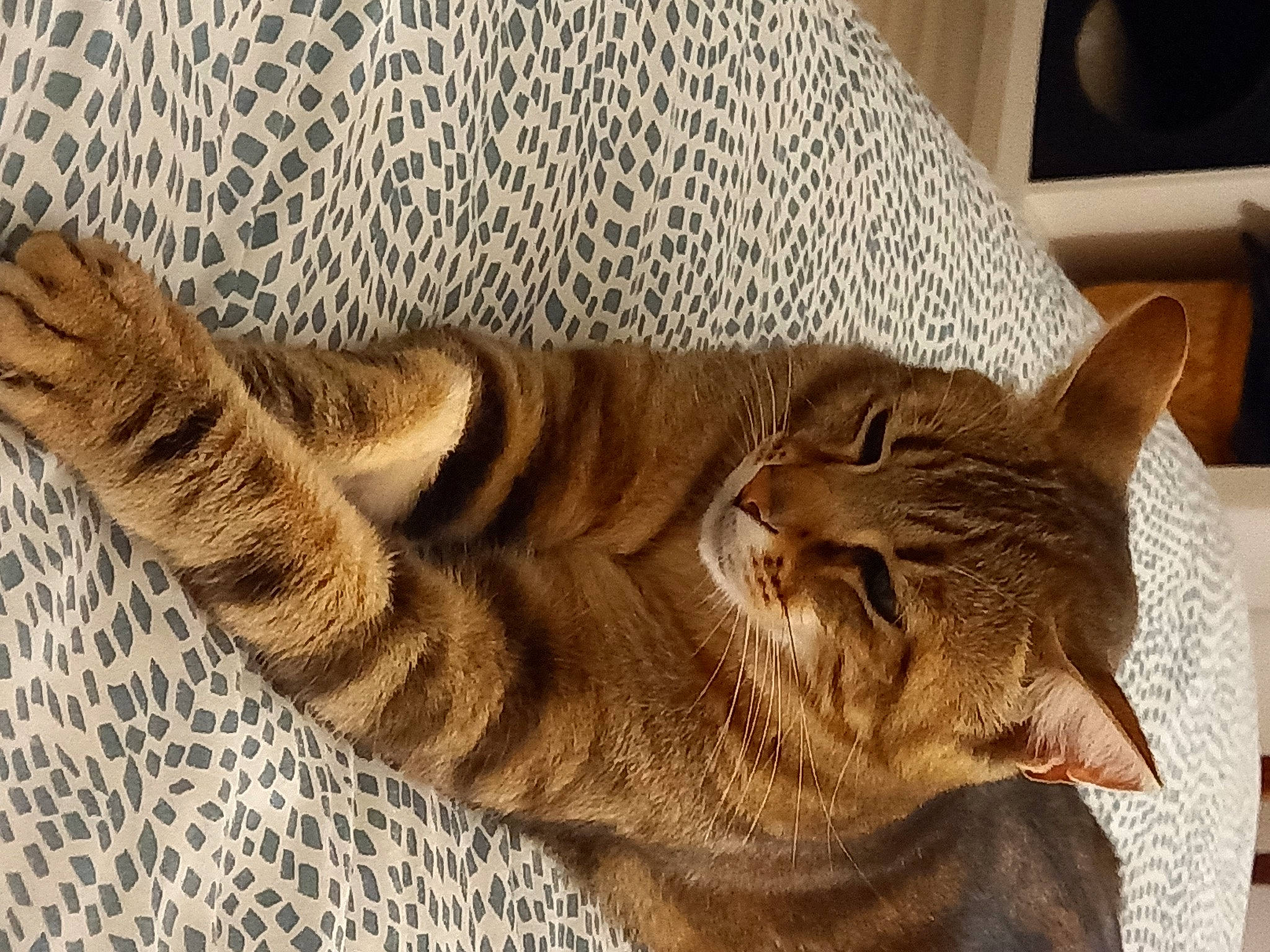 César participe au concours pour gagner de l'argent avec cette photo : carnivore, cat, claw, comfort, domestic_short_haired_cat, fawn, felidae, foot, fur, human_leg, leg, nap, pattern, paw, small_to_medium_sized_cats, snout, tail, whiskers, window, wood