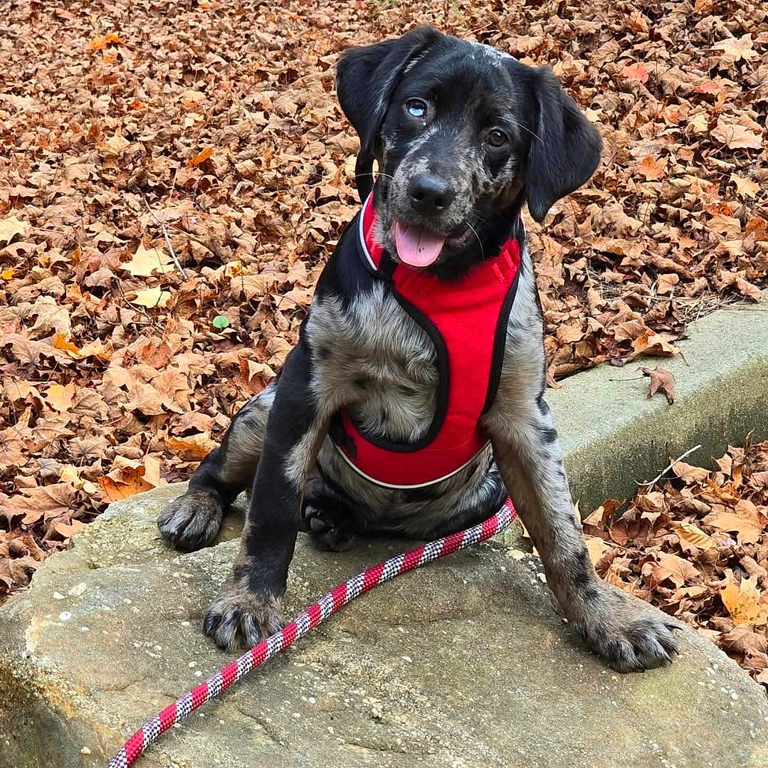 Hydro joined the competition — help win amazing prizes! accessories, animal, bulldog, canine, dog, harness, hound, labradorretriever, leash, outdoors, pet, plant, pointer, puppy, rock, rope, slate, soil, strap, tree