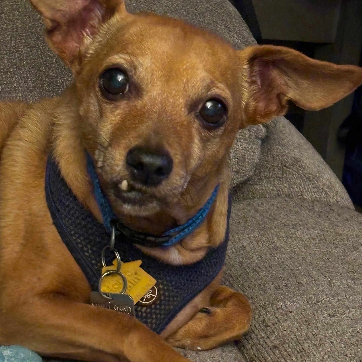 Scoobydoo Kearns joined the competition — help win amazing prizes! accessories, animal, armchair, canine, chair, chihuahua, collar, couch, cushion, dog, furniture, homedecor, hound, jewelry, leash, necklace, pet, policedog, puppy, strap