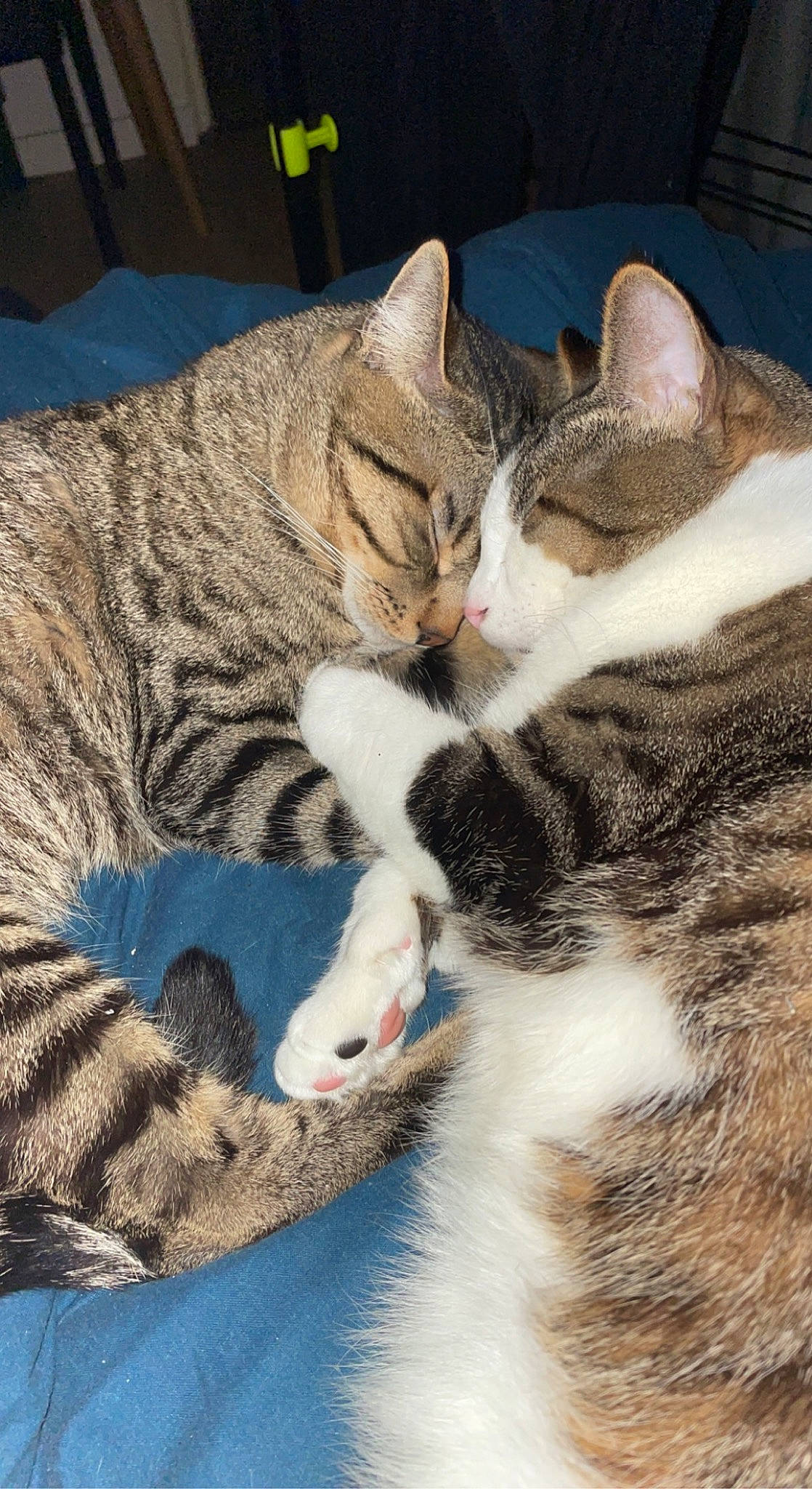 Rony a rejoint le concours — aidez-le/la à gagner de superbes lots ! carnivore, cat, claw, comfort, domestic_short_haired_cat, felidae, foot, fur, grass, nap, paw, sitting, sleep, small_to_medium_sized_cats, snout, tail, tree, whiskers