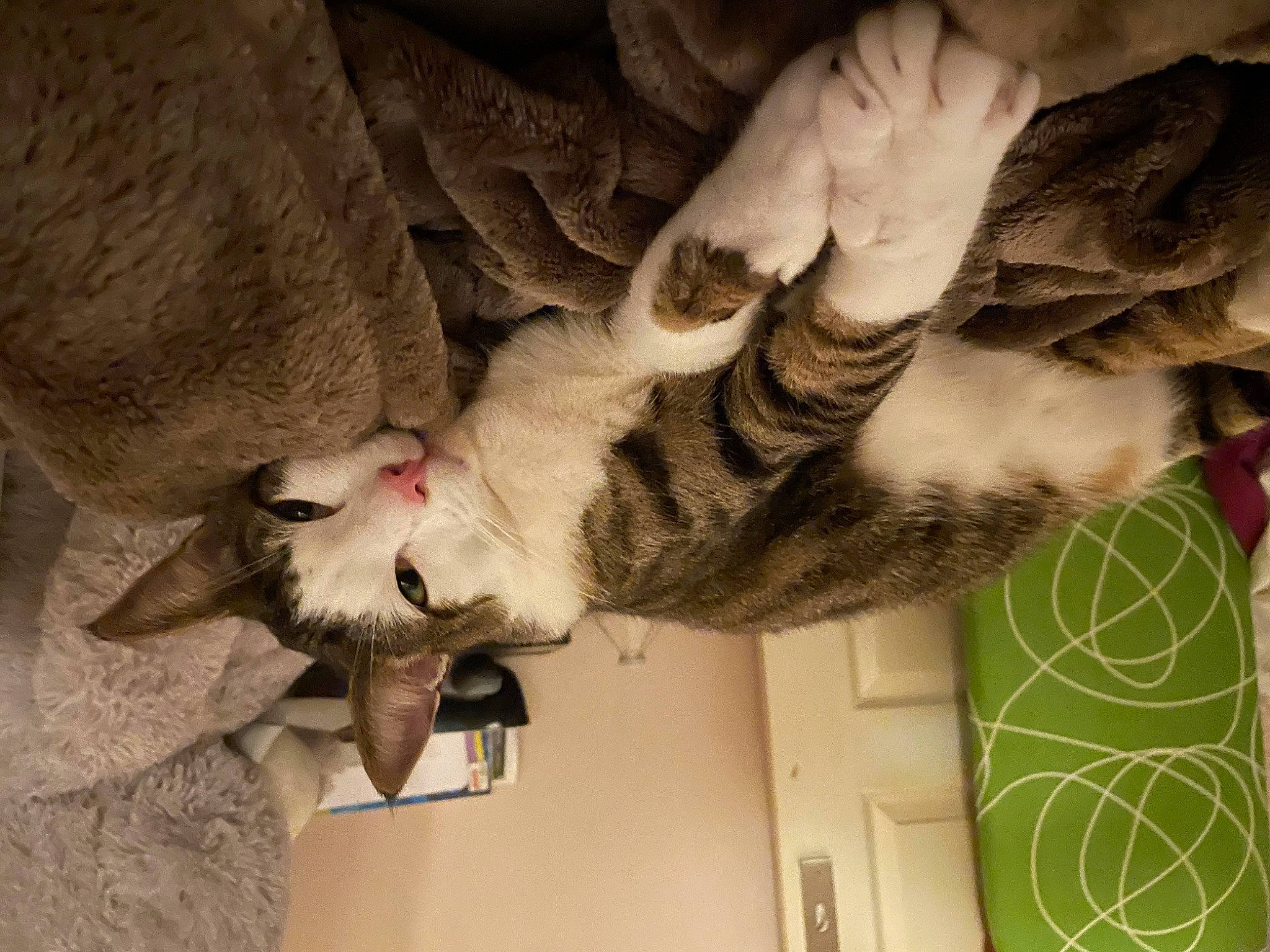 Rony participe au concours pour gagner de l'argent avec cette photo : canidae, carnivore, cat, claw, comfort, domestic_short_haired_cat, fawn, felidae, foot, fur, gesture, grey, human_leg, nail, paw, plant, small_to_medium_sized_cats, tail, tree, whiskers