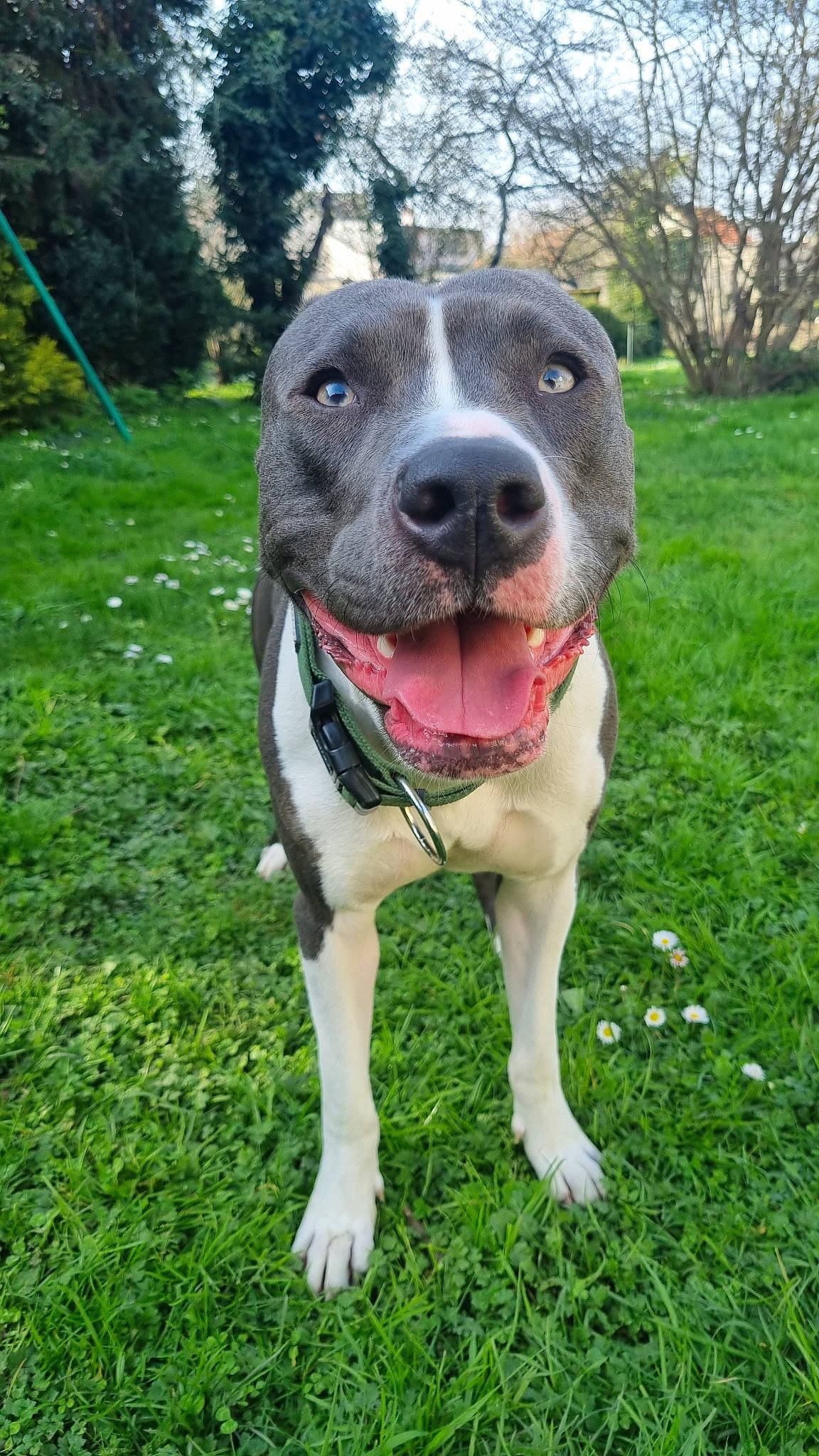 Gaïa participe au concours pour gagner de l'argent avec cette photo : canidae, carnivore, collar, companion_dog, dog, dog_breed, dog_collar, dog_supply, fawn, grass, guard_dog, leash, non_sporting_group, plant, sky, sporting_group, tree, whiskers, working_animal, working_dog