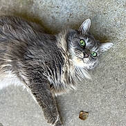 Pocket is registered to the contest to win money with this photo: animal, cat, closeup, concrete, curious, fluffy, fur, gray, green_eyes, laying_down, leaf, mammal, nature, outdoor, paw, pet, portrait, relaxed, texture, whiskers
