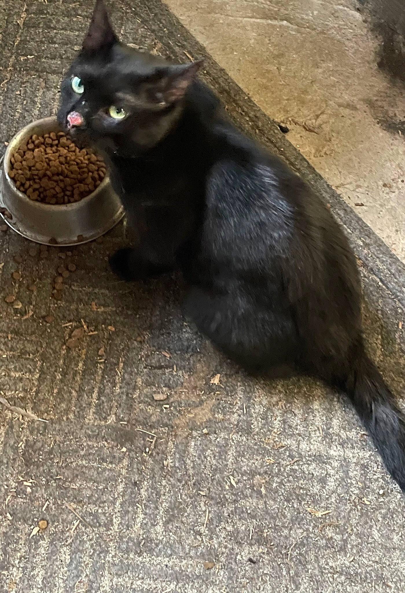 Bucky joined the competition — help win amazing prizes! animal_feed, black_cat, bombay, carnivore, cat, cat_food, cat_supply, claw, domestic_short_haired_cat, felidae, fur, paw, pet_food, road_surface, small_animal_food, small_to_medium_sized_cats, snout, tail, terrestrial_animal, whiskers