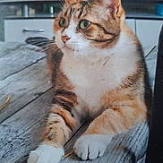Zebulon participe au concours pour gagner de l'argent avec cette photo : cat, tabby, pet, animal, indoor, wooden_floor, paws, green_eyes, curious, feline, relaxed, closeup, domestic, mammal, household, fur, whiskers, ears, nose, kitchen