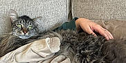 Seymour joined the competition — help win amazing prizes! cat, tabby_cat, fluffy, pet, animal, indoor, couch, blanket, human_hand, relaxing, furniture, cozy, domestic, feline, resting, comfort, home, soft_texture, brown, beige