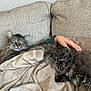 cat, tabby_cat, fluffy, pet, animal, indoor, couch, blanket, human_hand, relaxing, furniture, cozy, domestic, feline, resting, comfort, home, soft_texture, brown, beige