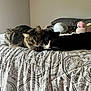 Seymour joined the competition — help win amazing prizes! cat, tabby_cat, black_and_white_cat, bed, bedspread, patterned_bedding, indoor, pets, feline, animal, cozy, snuggling, resting, fur, whiskers, ears, pillows, plush_toy, calm, home