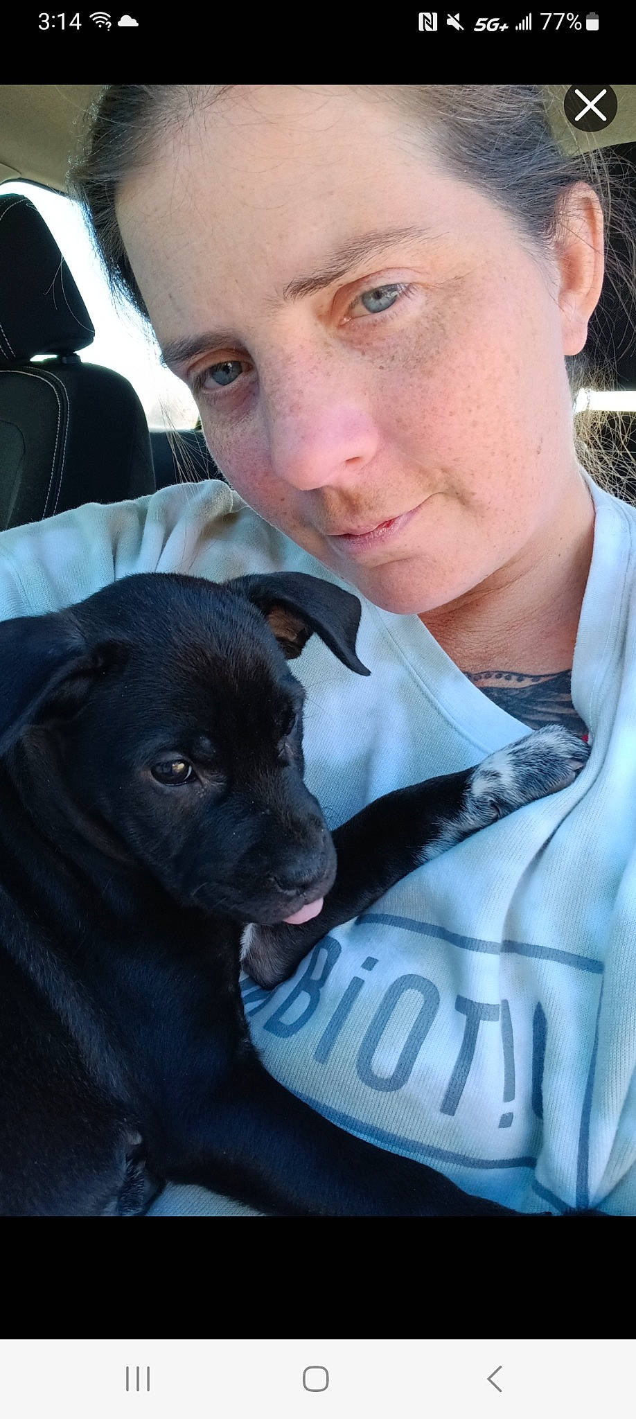 Storm is registered to the contest to win money with this photo: canidae, carnivore, companion_dog, cool, dog, dog_breed, ear, eye, eyelash, fawn, flash_photography, fur, organ, sleeve, snout, sporting_group, t_shirt, toy_dog, whiskers, working_animal