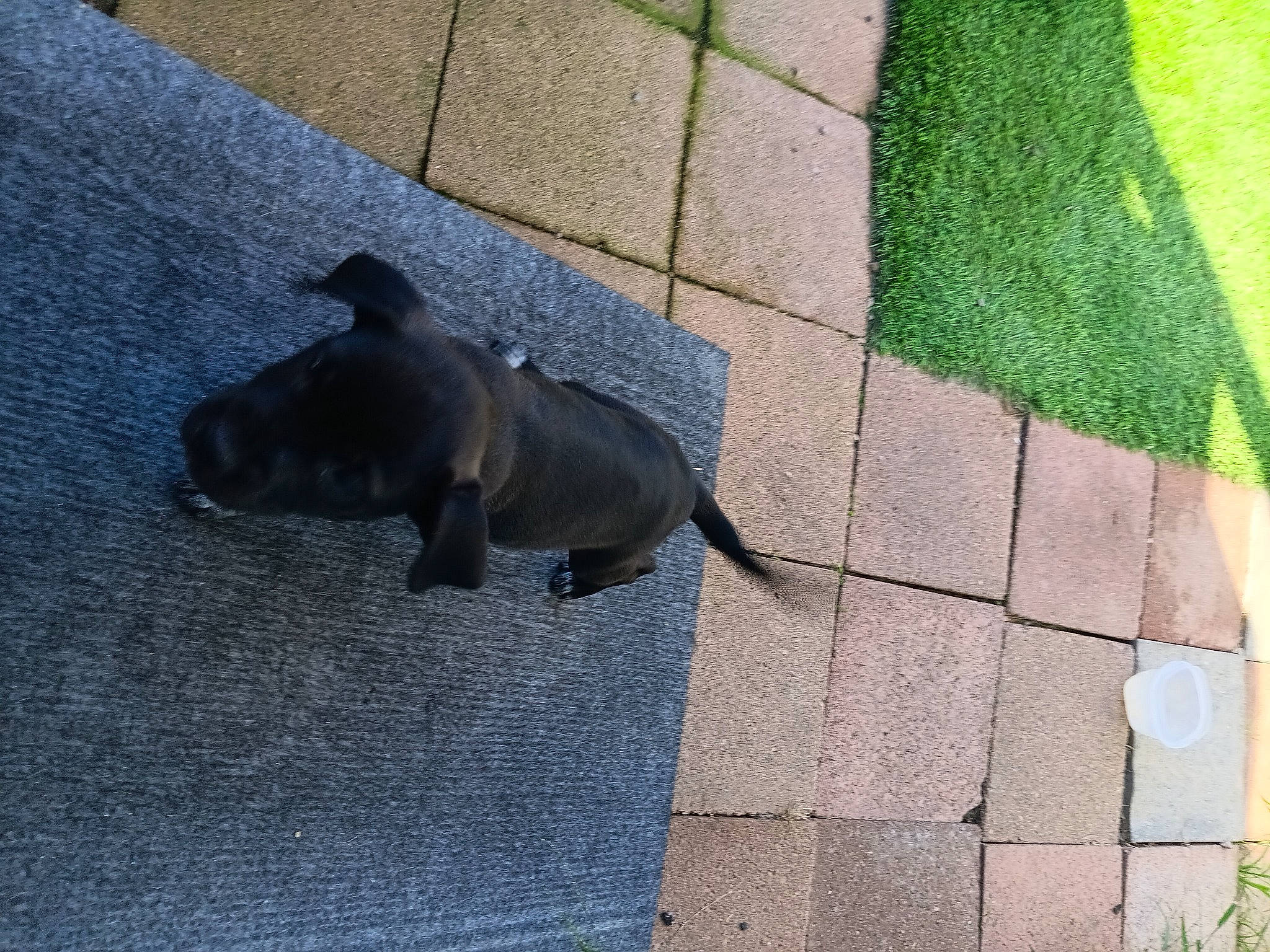 Storm is registered to the contest to win money with this photo: asphalt, carnivore, companion_dog, concrete, dog, dog_breed, fawn, flagstone, floor, flooring, grass, grey, plant, road_surface, shadow, sidewalk, tail, terrestrial_animal, tints_and_shades, working_animal