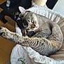 animal, cat, claws, cozy, cute, feline, fur, hammock, home, indoor, paw, pet, relaxed, resting, scratching_post, sleeping, soft, stretching, tabby, whiskers