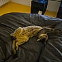 bed, blanket, cat, comfortable, cozy, cushion, dark, domestic, feline, indoor, living_room, pet, radiator, relaxed, resting, screen, sleepy, stretching, television, yellow_floor