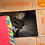 Maurice a rejoint le concours — aidez-le/la à gagner de superbes lots ! animal, box, cardboard_box, cat, colorful, cozy, curious, floor, folder, home, indoor, paper, peek, pet, resting, shoe, tabby, texture, whiskers, yellow_eyes