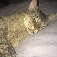 Maurice participe au concours pour gagner de l'argent avec cette photo : animal, bed, blanket, cat, closeup, cozy, cute, domestic, feline, fur, indoor, pet, relaxed, resting, sleep, sleeping, soft, tabby, tongue_out, whiskers