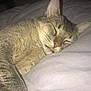 animal, bed, blanket, cat, closeup, cozy, cute, domestic, feline, fur, indoor, pet, relaxed, resting, sleep, sleeping, soft, tabby, tongue_out, whiskers