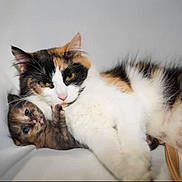 Amber joined the competition — help win amazing prizes! adorable, animal, calico_cat, cat, close_up, companion, cuddle, cute, eyes, feline, fur, indoor, kitten, mammal, pet, portrait, resting, snuggle, soft, whiskers