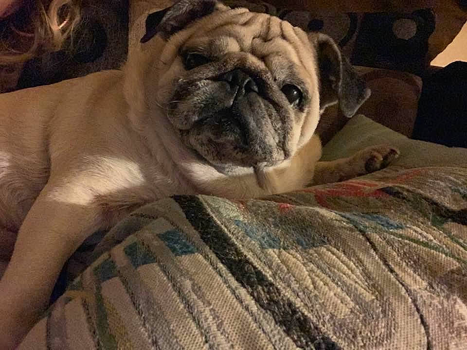 Dolores Estelle is registered to the contest to win money with this photo: bulldog, canidae, carnivore, comfort, companion_dog, dog, dog_breed, fawn, fur, linens, pug, puppy_love, snout, sporting_group, terrestrial_animal, toy_dog, whiskers, wood, working_animal, wrinkle