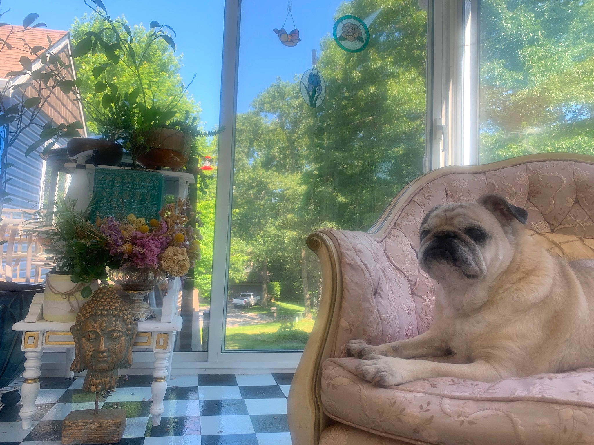 Dolores Estelle joined the competition — help win amazing prizes! building, carnivore, companion_dog, dog, dog_breed, fawn, flooring, flowerpot, garden, grass, house, houseplant, landscape, leisure, plant, sky, toy_dog, tree, wood, wrinkle
