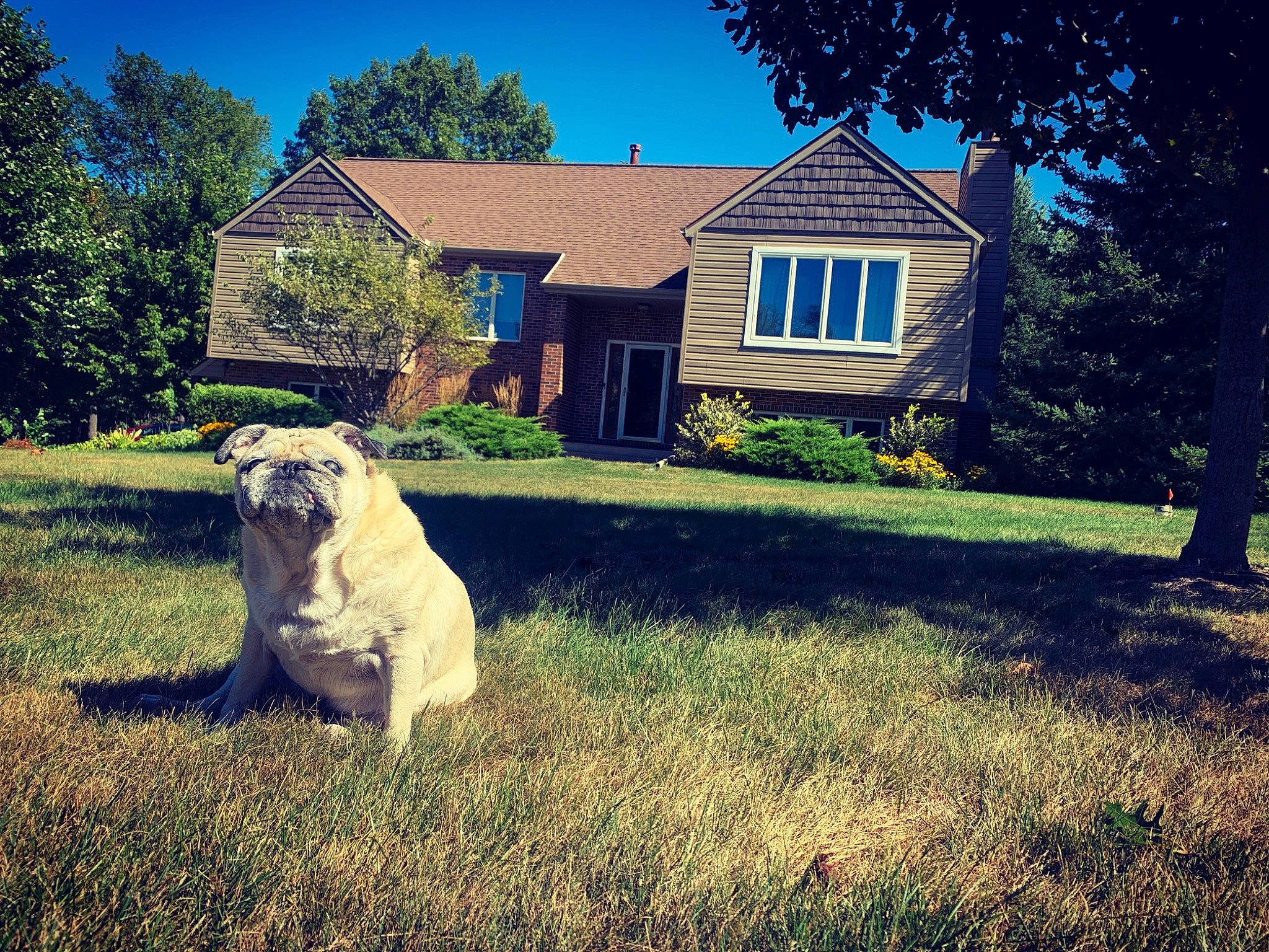 Dolores Estelle joined the competition — help win amazing prizes! building, carnivore, cloud, companion_dog, cottage, fawn, grass, grassland, house, land_lot, landscape, lawn, meadow, natural_landscape, people_in_nature, plant, rural_area, sky, tree, window