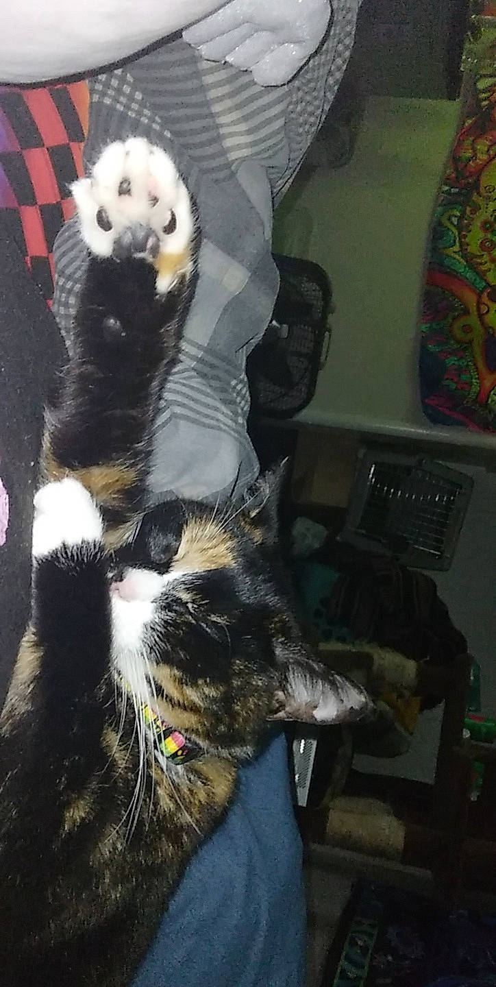 Ember joined the competition — help win amazing prizes! canidae, carnivore, claw, comfort, companion_dog, dog_breed, felidae, fur, panda, room, small_to_medium_sized_cats, snout, tail, terrestrial_animal, tree, whiskers