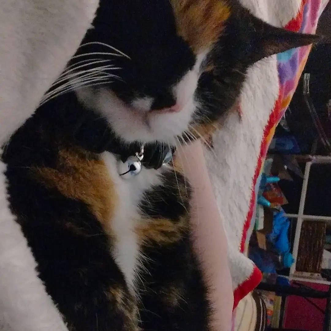 Ember joined the competition — help win amazing prizes! carnivore, cat, claw, domestic_short_haired_cat, eye, felidae, foot, fur, hair, human_leg, paw, small_to_medium_sized_cats, snout, tail, terrestrial_animal, thigh, tree, whiskers