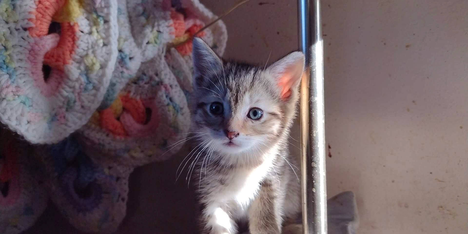 Blair is registered to the contest to win money with this photo: carnivore, cat, curious, domestic_short_haired_cat, door, eye, felidae, fur, paw, pet_supply, small_to_medium_sized_cats, snout, tail, whiskers, window