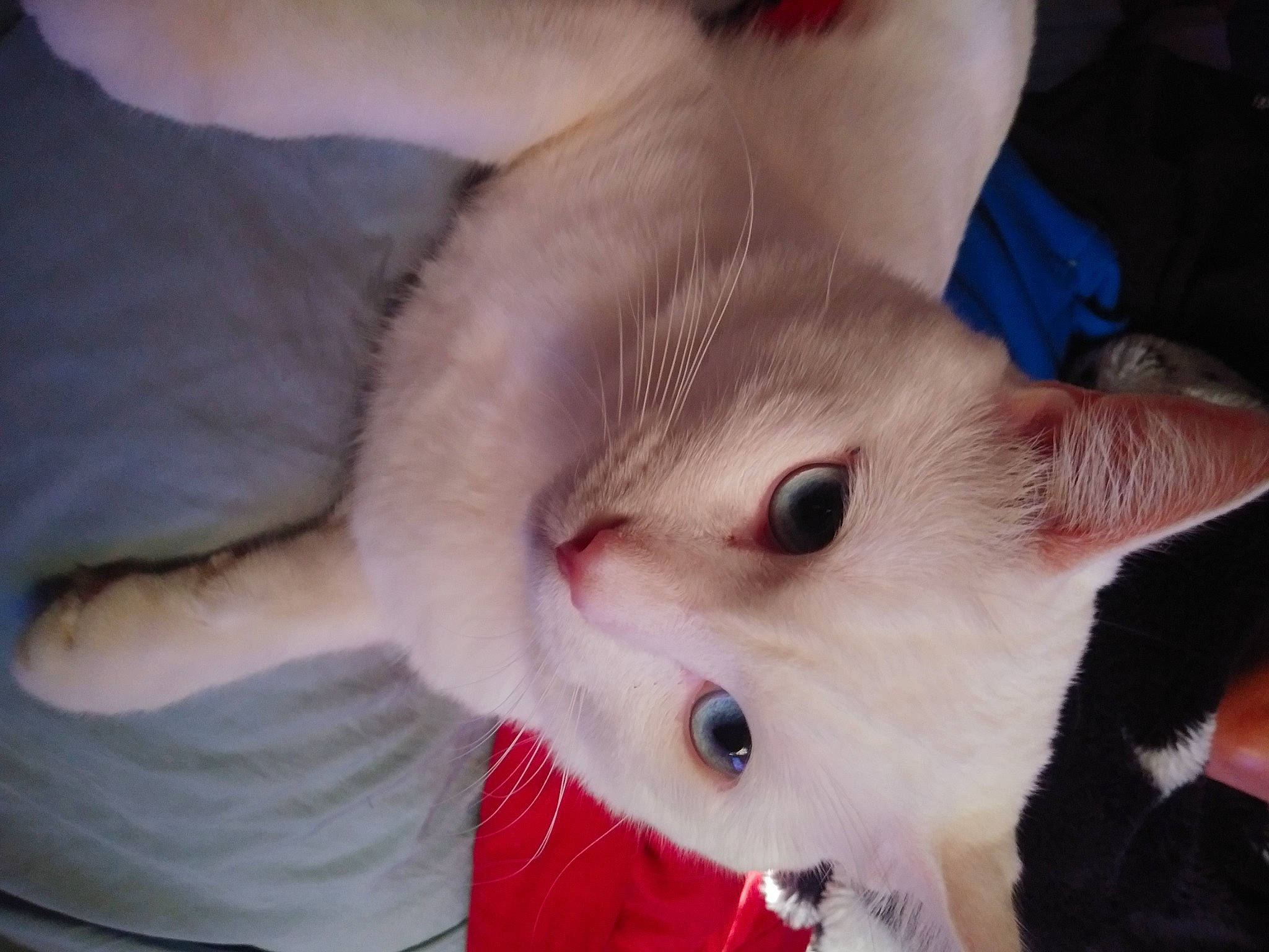 Drago is registered to the contest to win money with this photo: carnivore, cat, claw, domestic_short_haired_cat, ear, eyelash, fang, fawn, felidae, fur, gesture, nail, paw, small_to_medium_sized_cats, snout, tail, whiskers