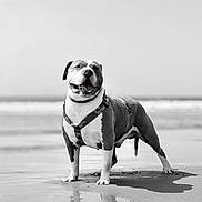 Timon a rejoint le concours — aidez-le/la à gagner de superbes lots ! dog, bulldog, beach, shoreline, sand, ocean, seaside, black_and_white, portrait, standing, harness, collar, open_mouth, smiling, shadow, reflection, water, outdoors, animal, sunlight