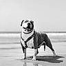 dog, bulldog, beach, shoreline, sand, ocean, seaside, black_and_white, portrait, standing, harness, collar, open_mouth, smiling, shadow, reflection, water, outdoors, animal, sunlight
