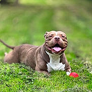 Renita participe au concours pour gagner de l'argent avec cette photo : dog, pit_bull, pet, animal, grass, outdoors, park, red_ball, toy, lying_down, sitting, happy, smiling, tongue, white_chest, brown_fur, collar, playful, portrait, nature