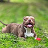 dog, pit_bull, pet, animal, grass, outdoors, park, red_ball, toy, lying_down, sitting, happy, smiling, tongue, white_chest, brown_fur, collar, playful, portrait, nature