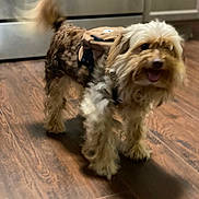 Luna joined the competition — help win amazing prizes! dog, pet, canine, small_dog, fluffy, shaggy, curly_fur, tan_fur, white_fur, harness, tongue_out, panting, happy, standing, walking, wagging_tail, indoor, kitchen, wooden_floor, portrait