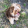 dog, small_dog, long_hair, shaggy, brown, white, tan, tongue, outdoors, grass, dirt, leaves, garden, park, standing, pet, animal, portrait, fluffy, cute