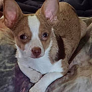 Lucy joined the competition — help win amazing prizes! dog, small_dog, pet, lying_down, ears, brown_and_white, blanket, indoor, animal, fur, cute, resting, companion, canine, front_paws, looking_away, cozy, domestic, relaxed, portrait