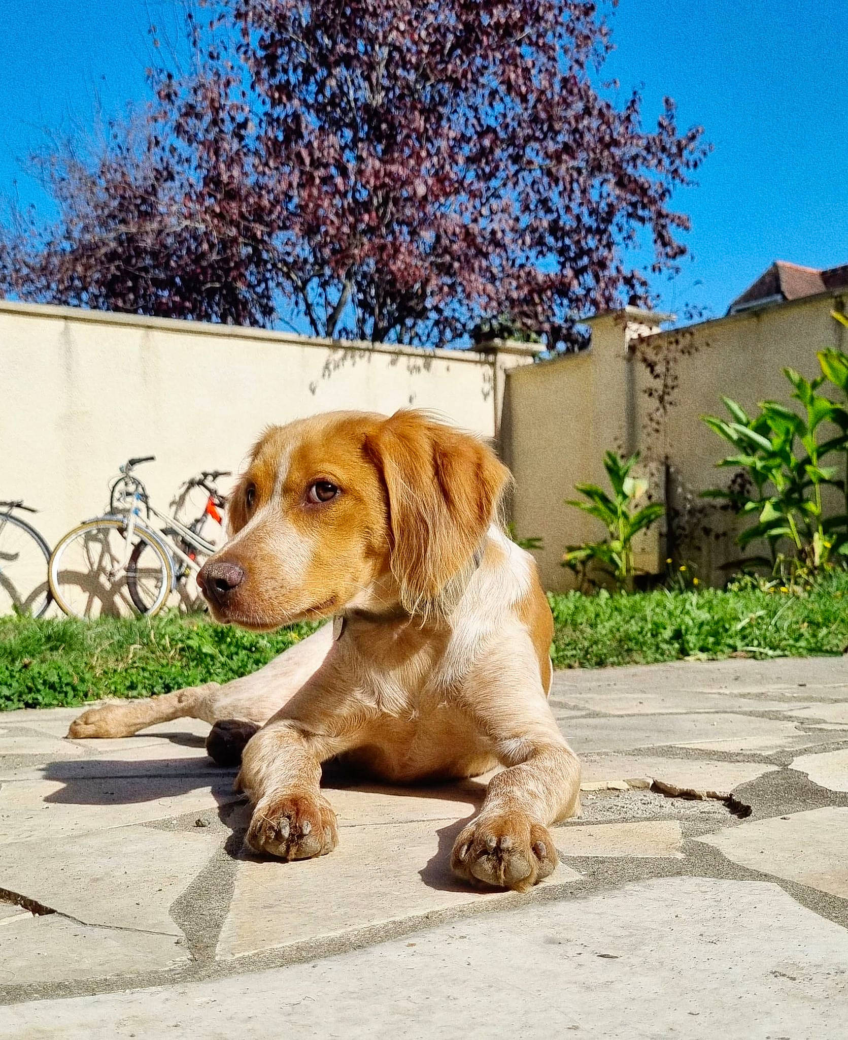 Tempête a rejoint le concours — aidez-le/la à gagner de superbes lots ! ball, bicycle_wheel, carnivore, companion_dog, dog, dog_breed, fawn, grass, landscape, plant, retriever, road, road_surface, sky, sporting_group, street_dog, tire, tree, wheel, working_animal