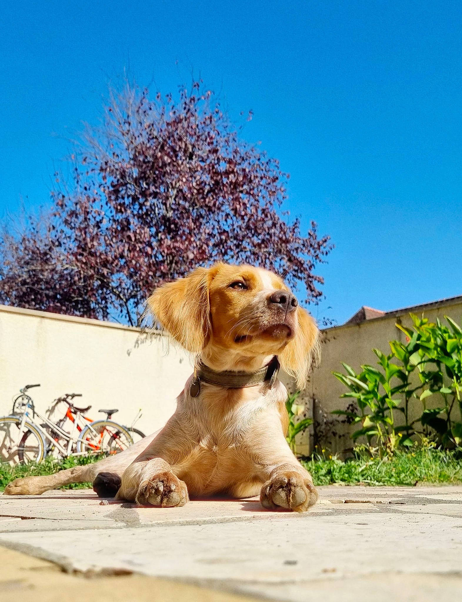 Tempête participe au concours pour gagner de l'argent avec cette photo : ball, bicycle_wheel, canidae, carnivore, companion_dog, dog, dog_breed, dog_clothes, fawn, grass, landscape, plant, retriever, sky, snout, sporting_group, street_dog, tire, tree, wheel