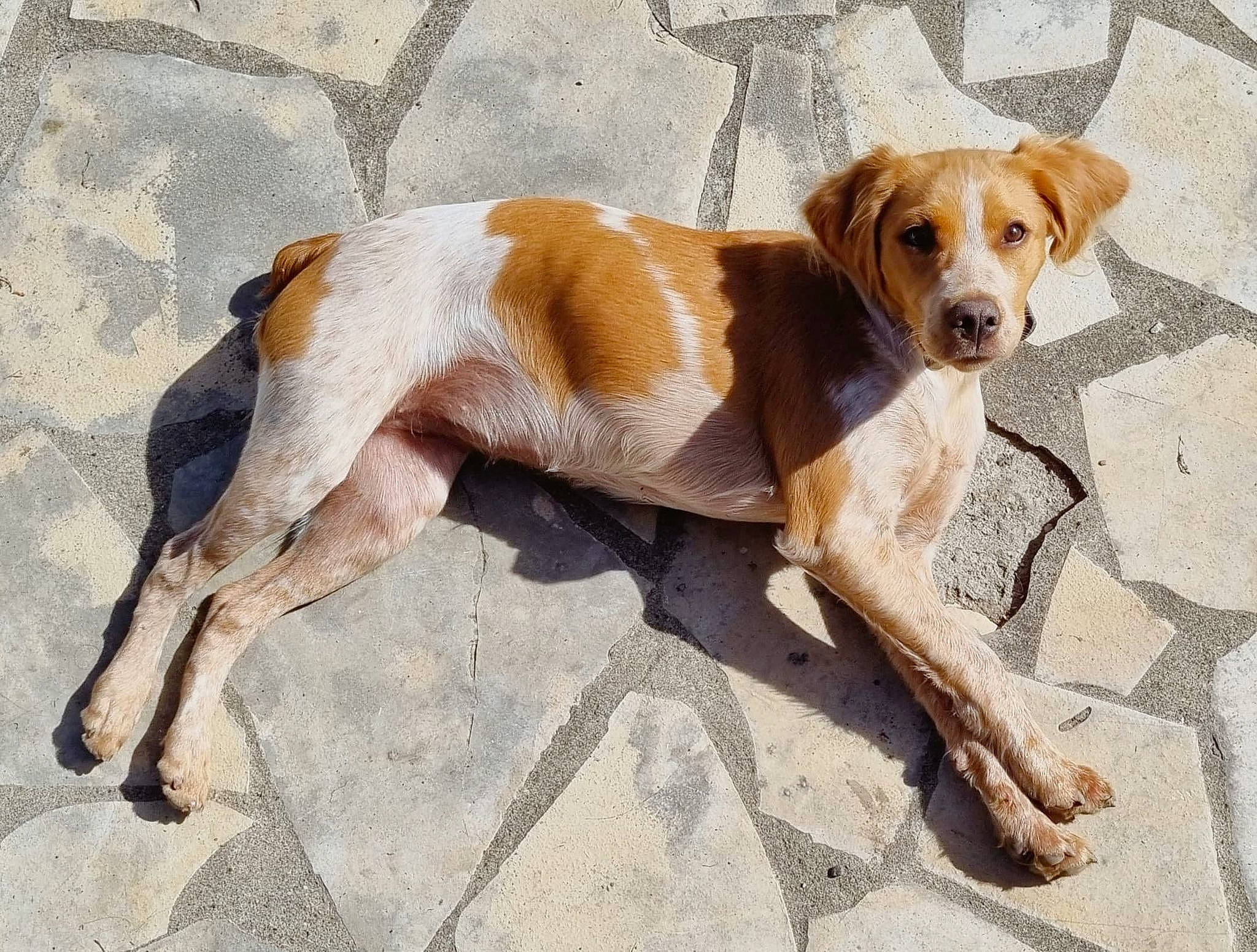 Tempête participe au concours pour gagner de l'argent avec cette photo : ancient_dog_breeds, canidae, carnivore, collar, companion_dog, dog, dog_breed, fawn, gun_dog, hound, hunting_dog, liver, paw, scent_hound, sporting_group, tail, terrestrial_animal