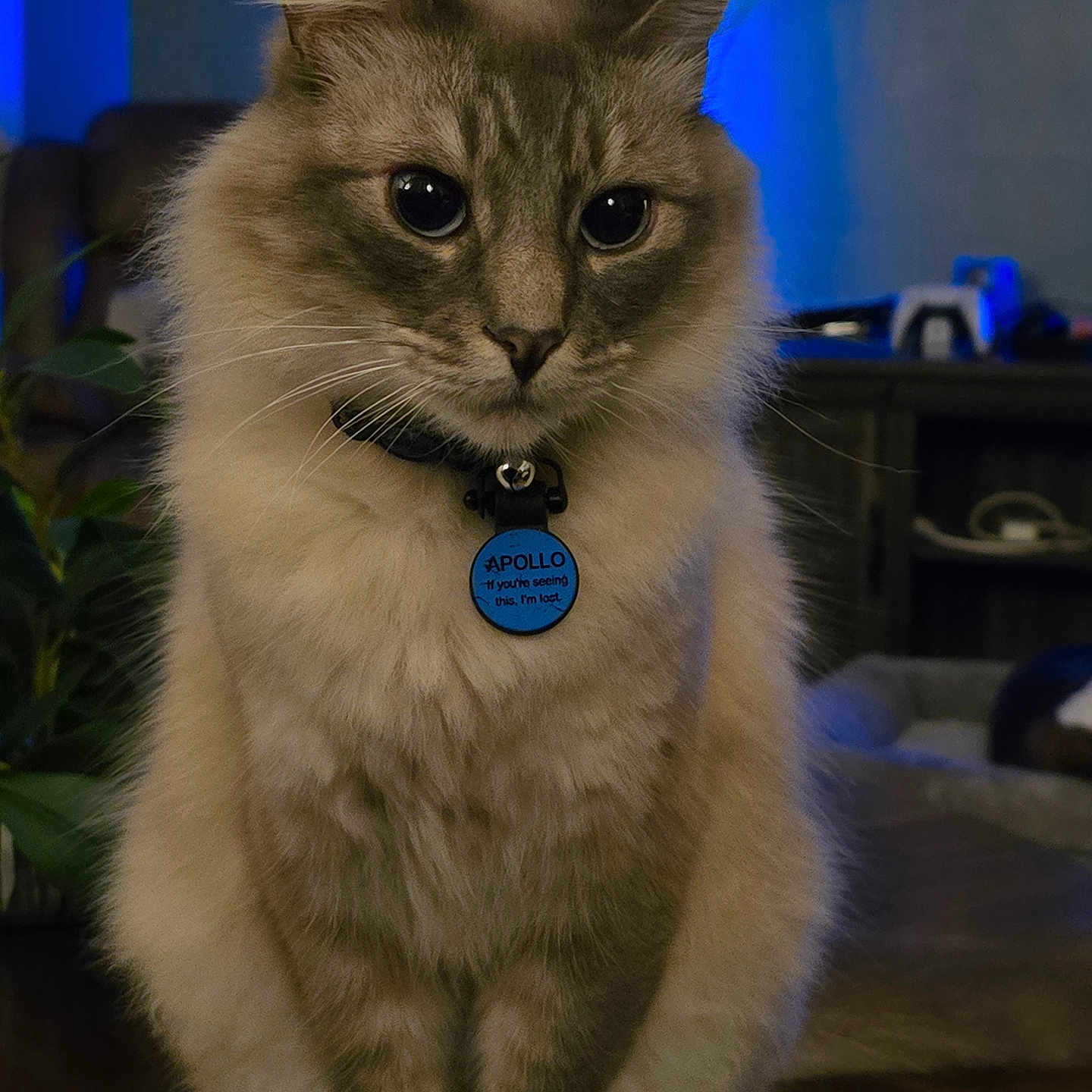 Apollo joined the competition — help win amazing prizes! abyssinian, accessories, angora, animal, cat, collar, couch, diamond, furniture, gemstone, hardwood, jewelry, kitten, manx, pet, siamese, strap, wood