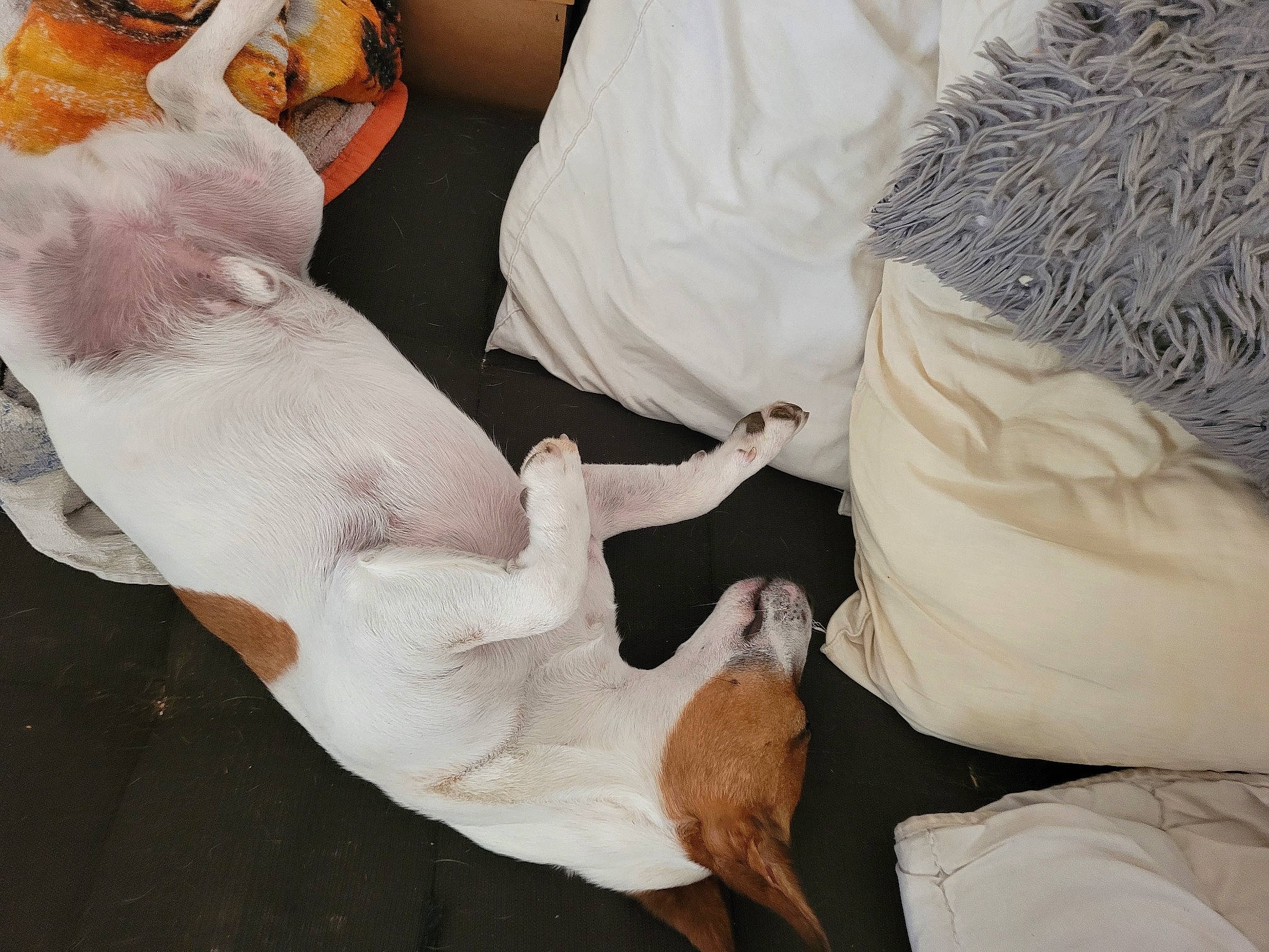 Mako a rejoint le concours — aidez-le/la à gagner de superbes lots ! bird, comfort, companion_dog, couch, dog, dog_breed, feather, felidae, finger, foot, fur, human_leg, knee, linens, nail, paw, room, tail, wrist