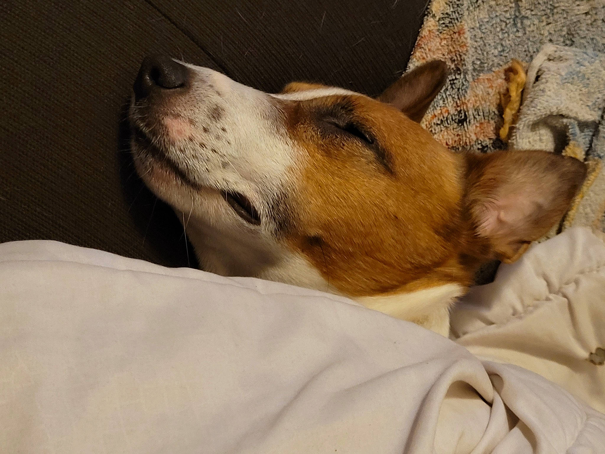 Mako a rejoint le concours — aidez-le/la à gagner de superbes lots ! ancient_dog_breeds, canidae, carnivore, comfort, companion_dog, dog, dog_breed, ear, fawn, fur, hound, nap, non_sporting_group, paw, snout, sporting_group, terrestrial_animal, whiskers, wood, working_animal