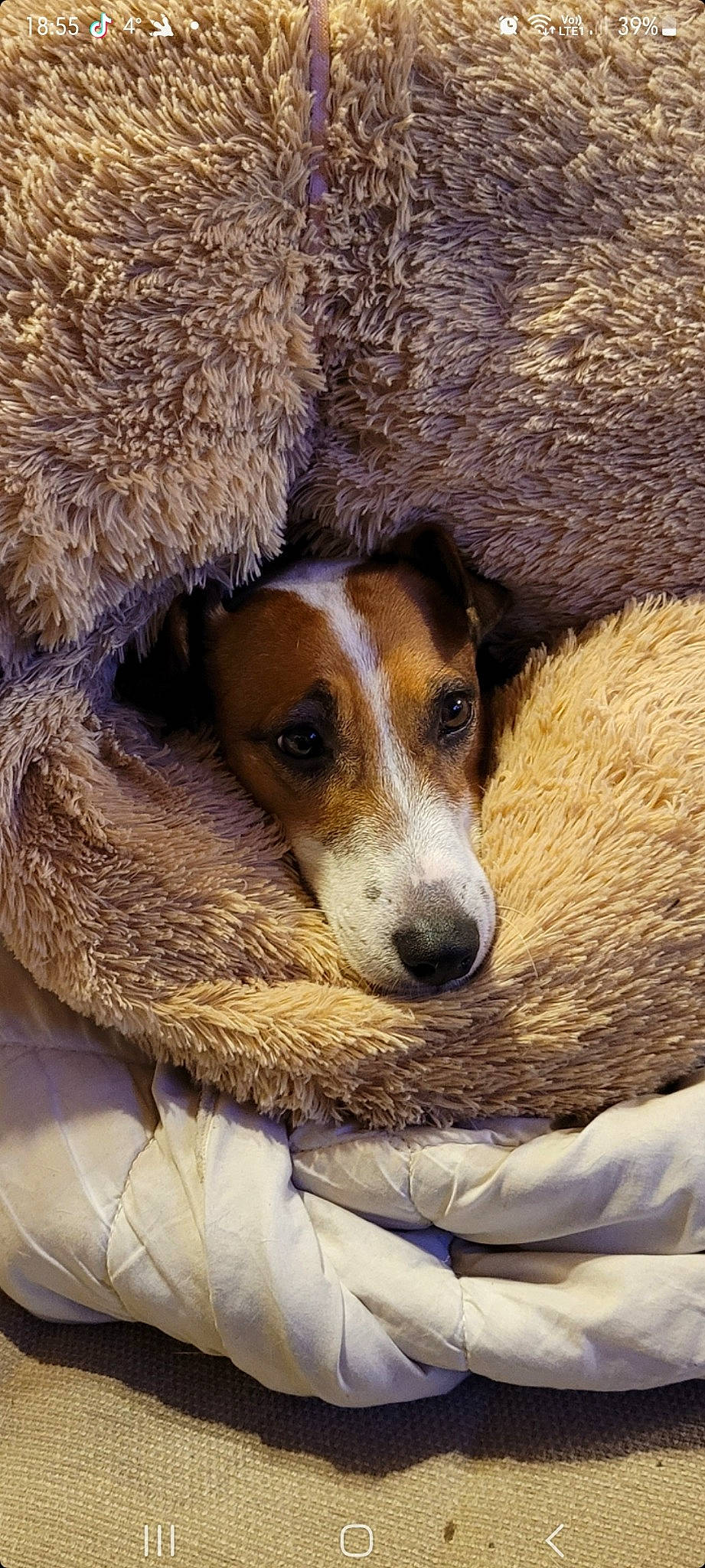 Mako a rejoint le concours — aidez-le/la à gagner de superbes lots ! canidae, carnivore, comfort, companion_dog, dog, dog_breed, fawn, fur, irishjacks, snout, sporting_group, terrestrial_animal, whiskers, working_animal