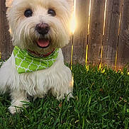 Jax is registered to the contest to win money with this photo: backlit, backyard, bandana, close_up, collar, cute, dog, fluffy, grass, green_bandana, happy, outdoor, pet, portrait, sitting, sunflare, sunlight, tongue, white_fur, wooden_fence