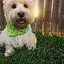 backlit, backyard, bandana, close_up, collar, cute, dog, fluffy, grass, green_bandana, happy, outdoor, pet, portrait, sitting, sunflare, sunlight, tongue, white_fur, wooden_fence