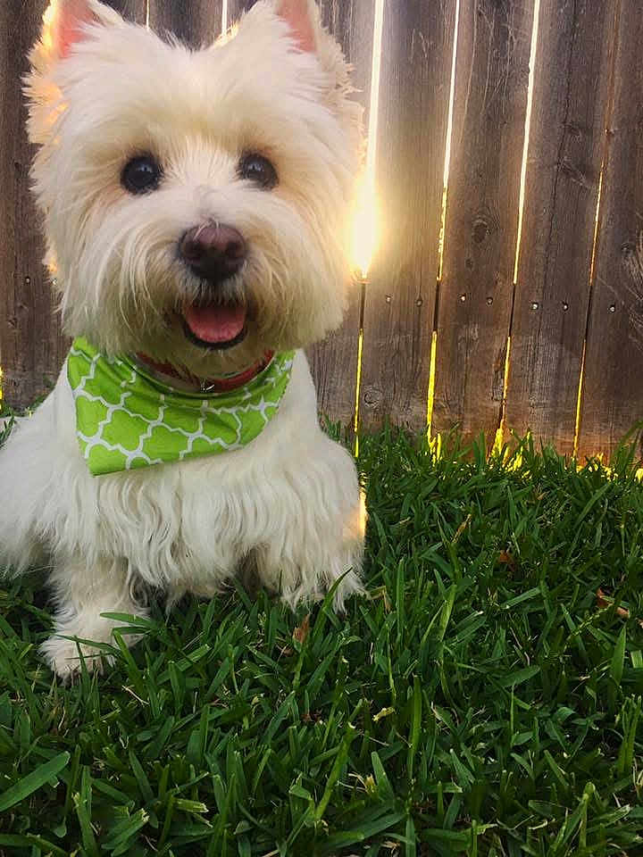 Jax is registered to the contest to win money with this photo: backlit, backyard, bandana, close_up, collar, cute, dog, fluffy, grass, green_bandana, happy, outdoor, pet, portrait, sitting, sunflare, sunlight, tongue, white_fur, wooden_fence