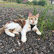 Urus participe au concours pour gagner de l'argent avec cette photo : cat, calico_cat, pet, animal, outdoor, garden, gravel, harness, lying_down, greenery, plants, house, backyard, swing, flowers, concrete, whiskers, ears, green_eyes, portrait