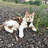 cat, calico_cat, pet, animal, outdoor, garden, gravel, harness, lying_down, greenery, plants, house, backyard, swing, flowers, concrete, whiskers, ears, green_eyes, portrait