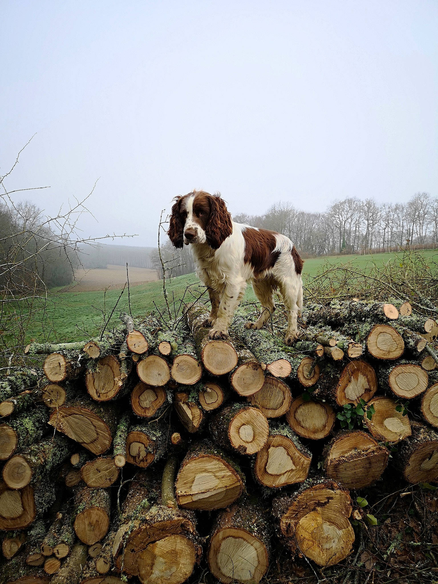 Boby a rejoint le concours — aidez-le/la à gagner de superbes lots ! canidae, carnivore, dog, dog_breed, drentse_patrijshond, english_springer_spaniel, french_spaniel, hunting_dog, mammal, old_danish_pointer, pointer, pointing_breed, small_munsterlander, spaniel, sporting_group