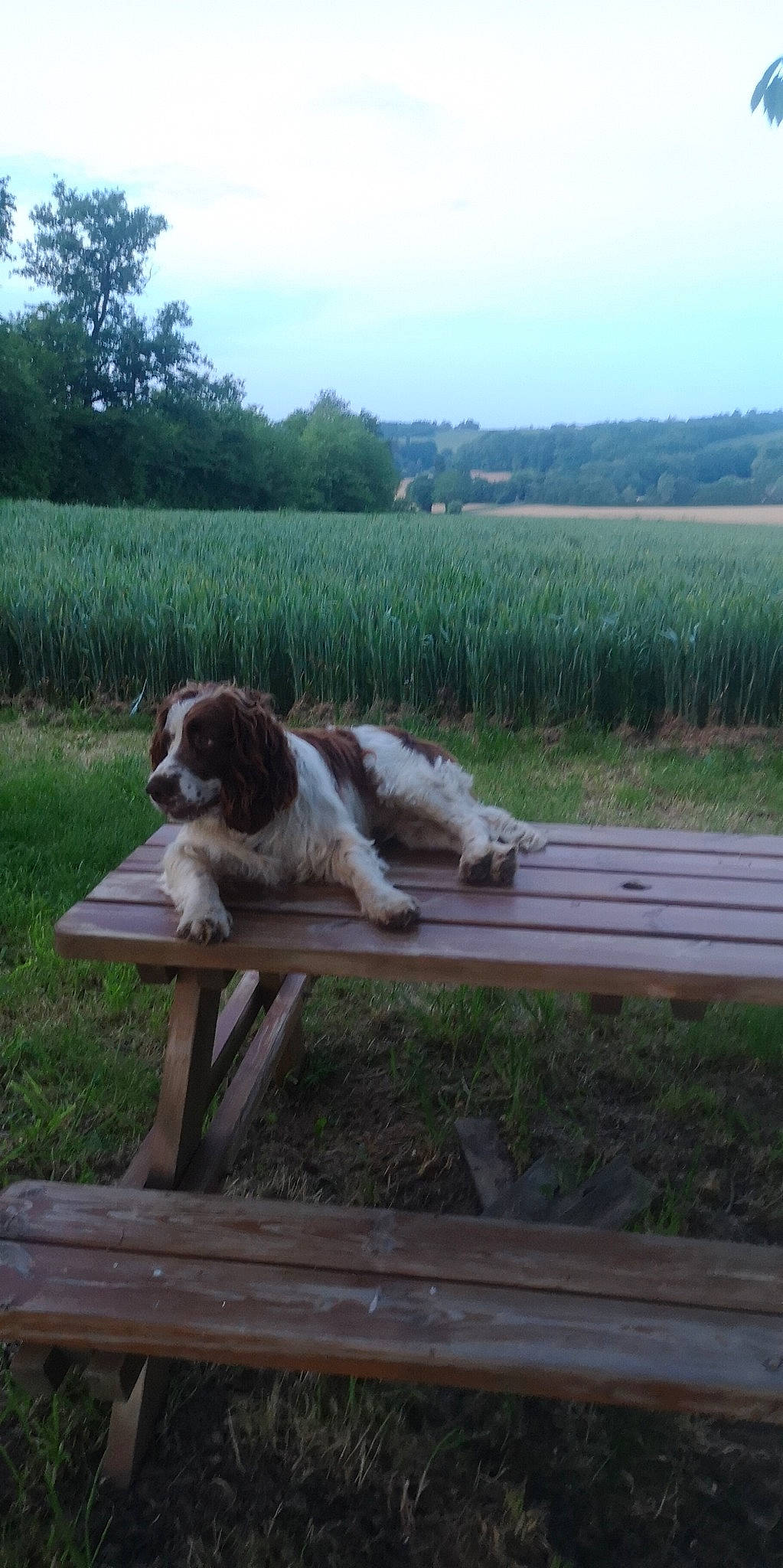 Boby a rejoint le concours — aidez-le/la à gagner de superbes lots ! bench, brittany, canidae, carnivore, dog, dog_breed, drentse_patrijshond, english_springer_spaniel, fence, french_spaniel, hunting_dog, mammal, pointing_breed, setter, small_munsterlander, spaniel, sporting_group, welsh_springer_spaniel