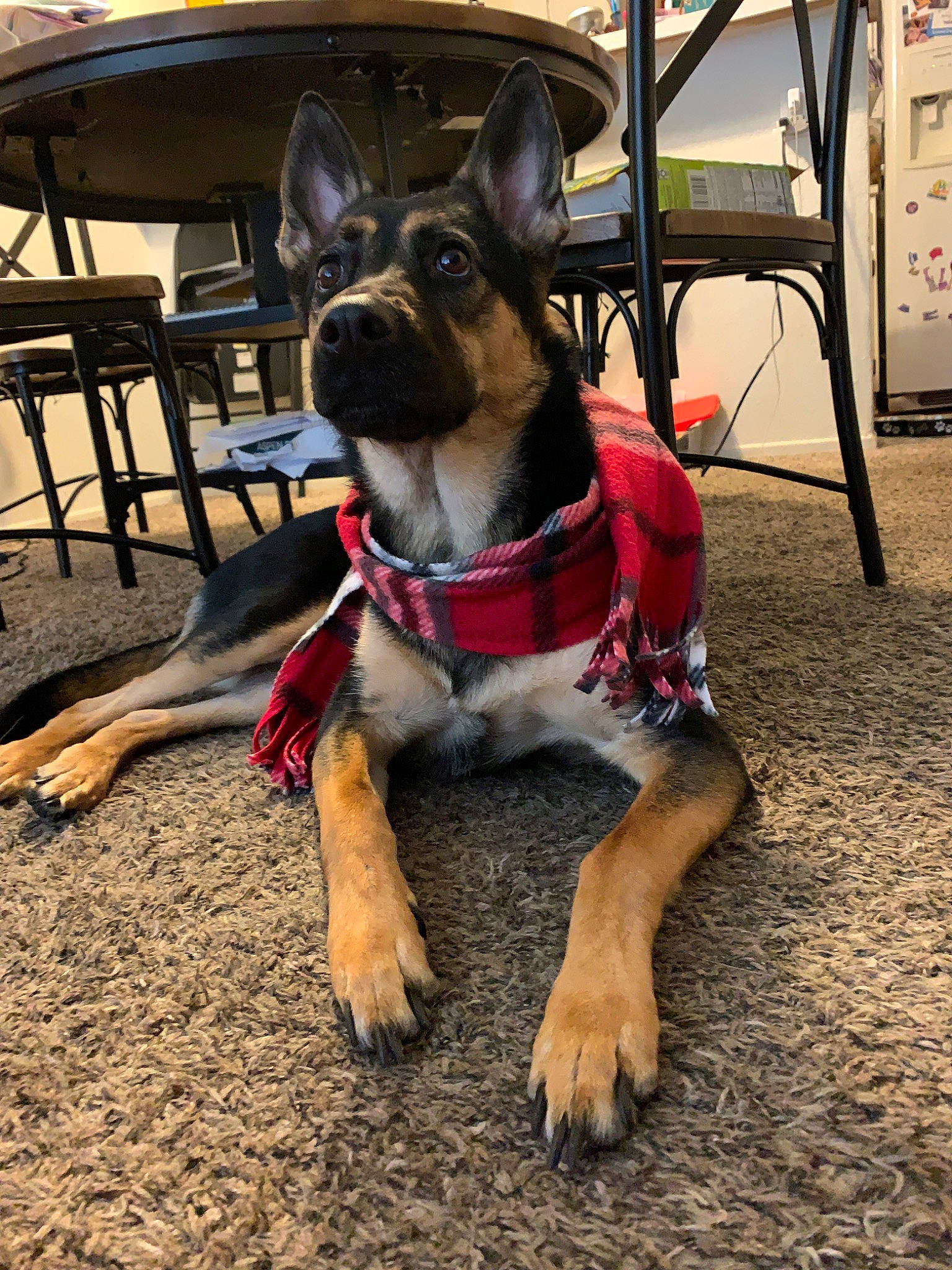 Lulu joined the competition — help win amazing prizes! canidae, carnivore, companion_dog, dog, dog_breed, fawn, german_shepherd_dog, mammal, paw, puppy, snout, sporting_group, vertebrate, working_dog