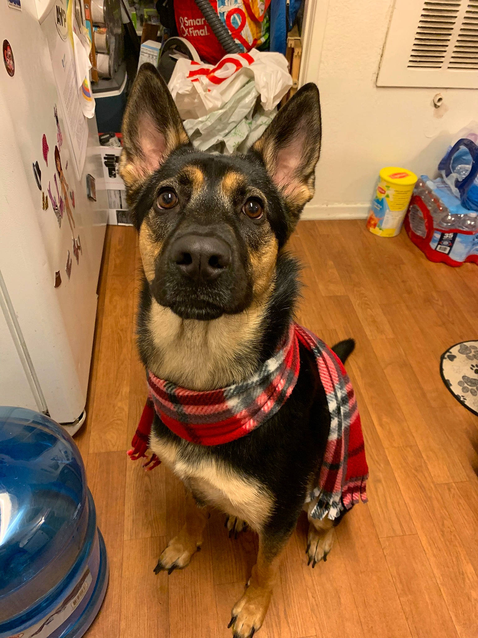 Lulu joined the competition — help win amazing prizes! canidae, carnivore, dog, dog_breed, dog_collar, ear, east_european_shepherd, german_shepherd_dog, holiday, king_shepherd, mammal, snout, vertebrate, working_dog